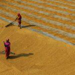 Women Plowing the Grains Using Rake
