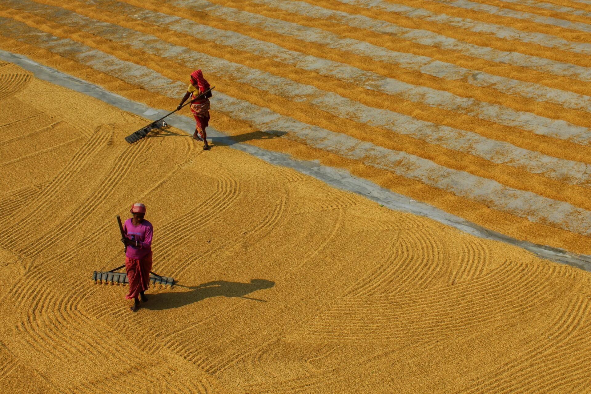 Women Plowing the Grains Using Rake